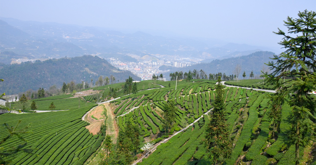 参观青岗岭茶园2